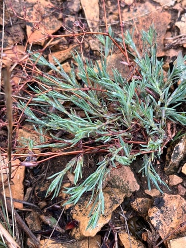 Paronychia jamesii