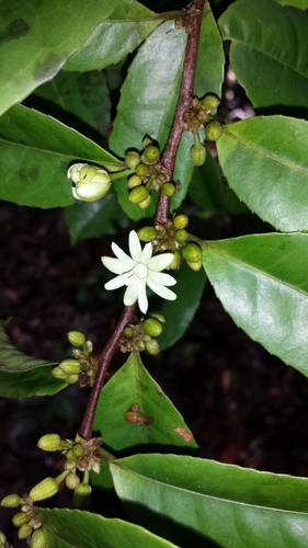 Paropsia edulis
