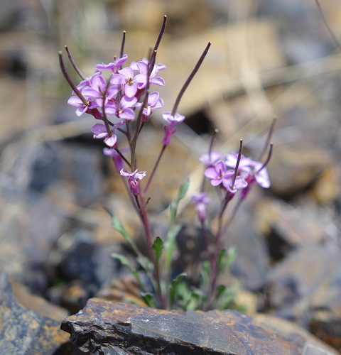 Parrya nudicaulis (Nakedstem wallflower) — photo