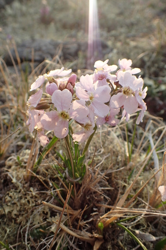 Parrya nudicaulis (Nakedstem wallflower) — photo