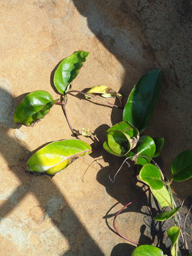 Parsonsia alboflavescens (Dogbane) — photo