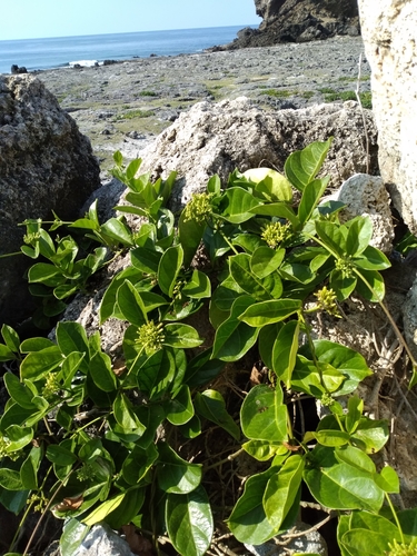 Parsonsia alboflavescens (Dogbane) — photo