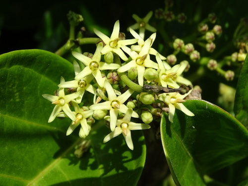 Parsonsia alboflavescens