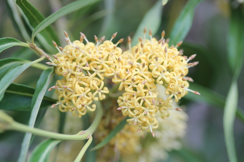 Parsonsia eucalyptophylla (Gargaloo) — photo
