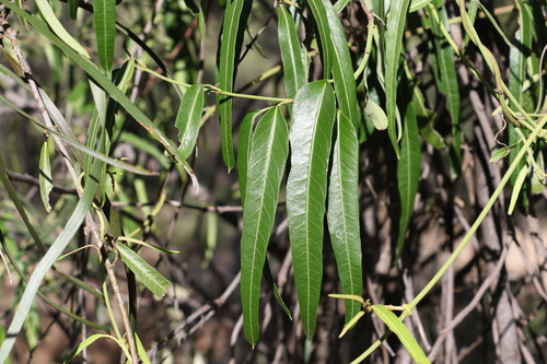 Parsonsia eucalyptophylla