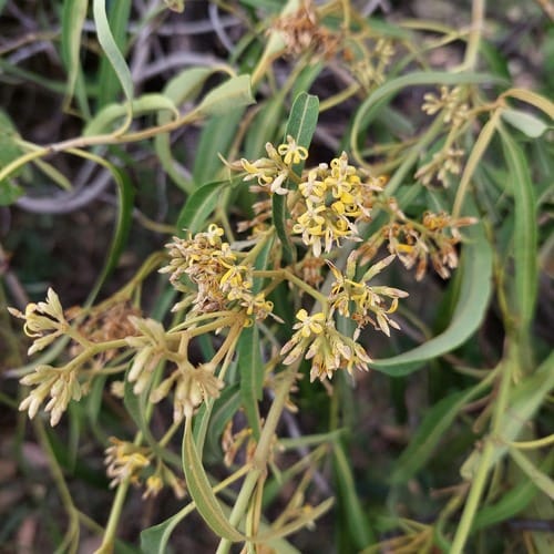 Parsonsia eucalyptophylla (Gargaloo) — photo