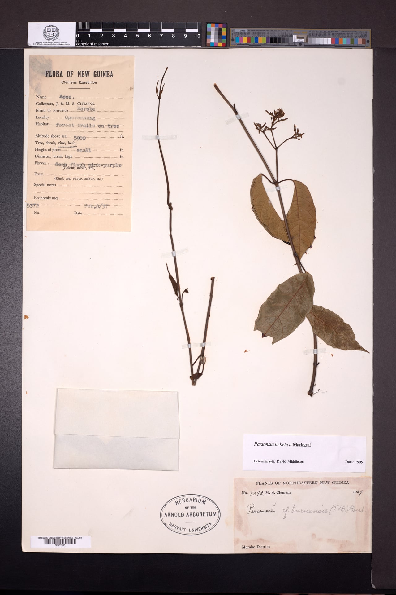 Parsonsia hebetica — photo