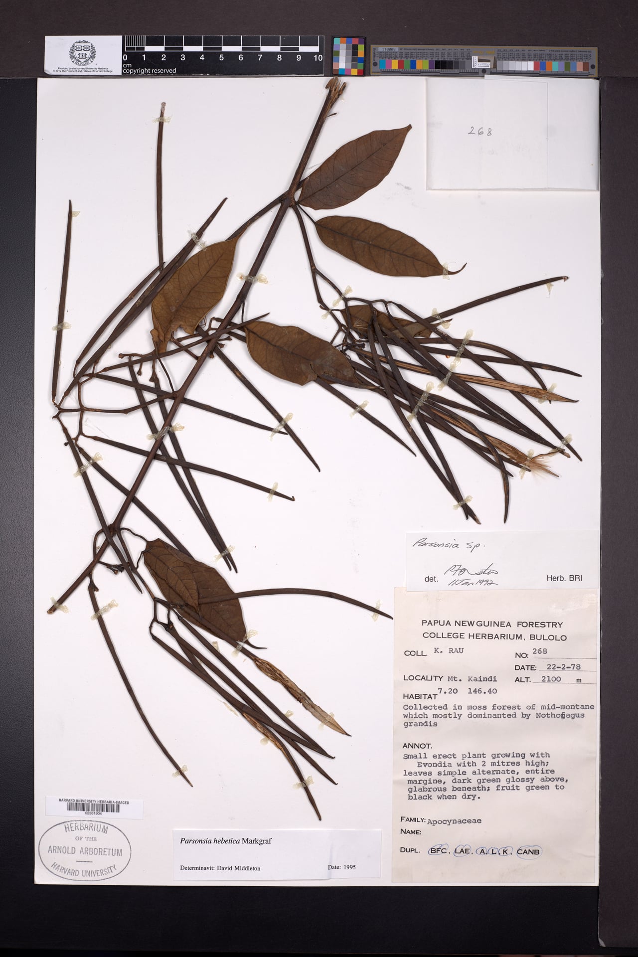 Parsonsia hebetica