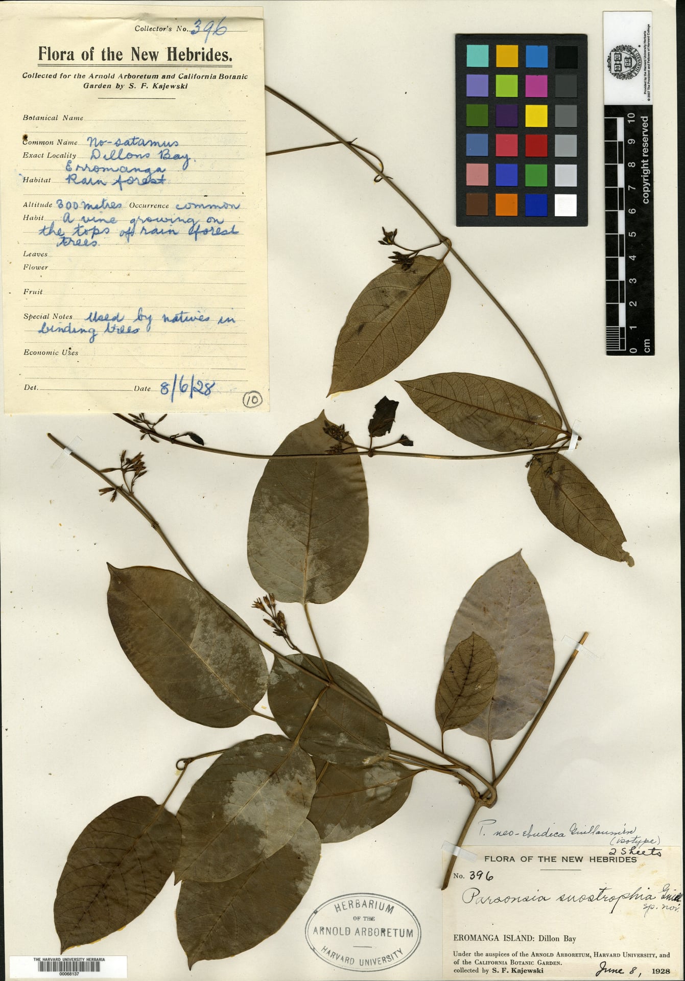 Parsonsia laevis — photo