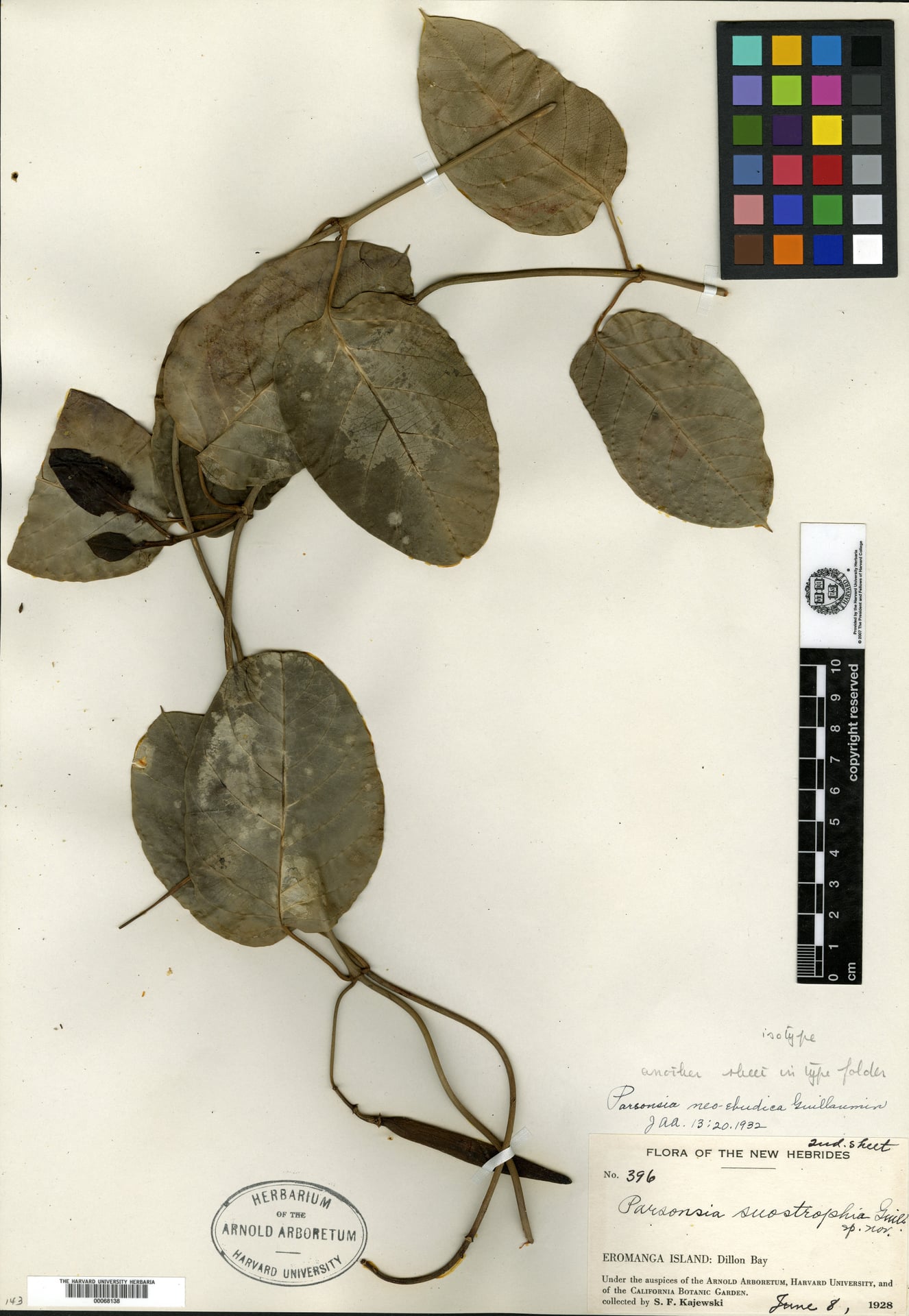 Parsonsia laevis — photo