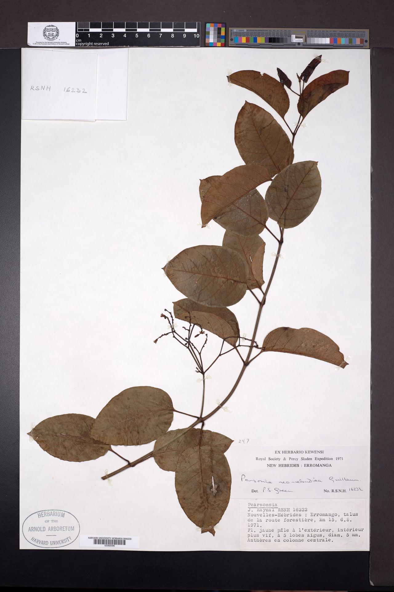 Parsonsia laevis