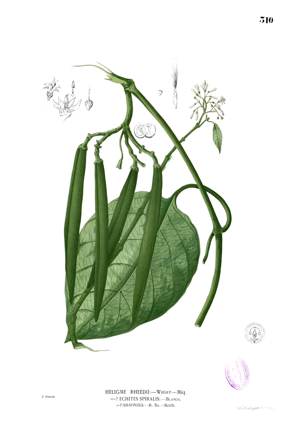 Parsonsia sp.