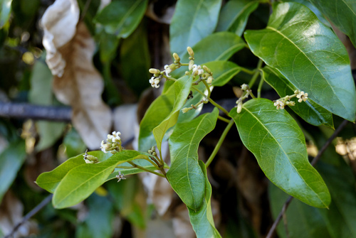 Parsonsia straminea