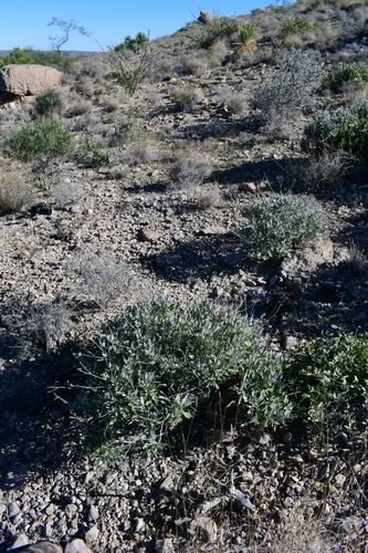 Parthenium argentatum (Guayule) — photo