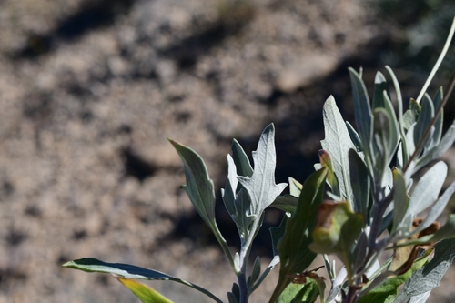 Parthenium argentatum (Guayule) — photo