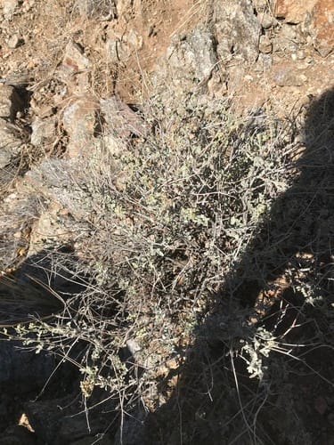 Parthenium incanum (Mariola) — photo