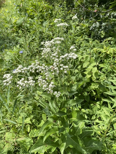 Parthenium integrifolium — photo