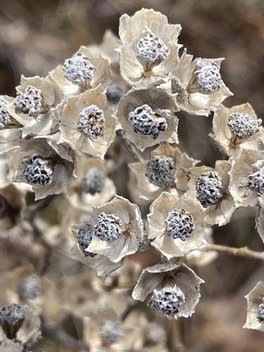 Parthenium integrifolium — photo