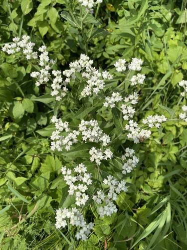Parthenium integrifolium