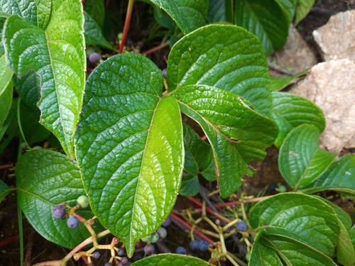 Parthenocissus himalayana (Charchare) — photo