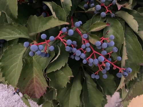 Parthenocissus quinquefolia (Virginia Creeper) — photo