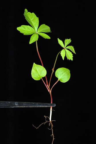 Parthenocissus quinquefolia (Virginia Creeper) — photo