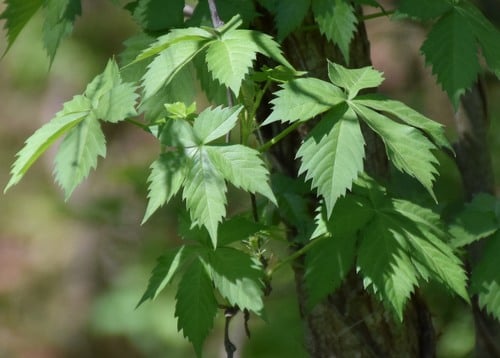 Parthenocissus quinquefolia