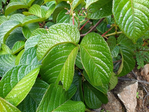 Parthenocissus semicordata — photo