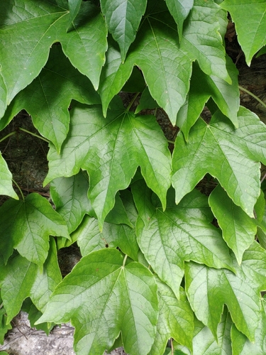 Parthenocissus tricuspidata (Japanese creeper) — photo