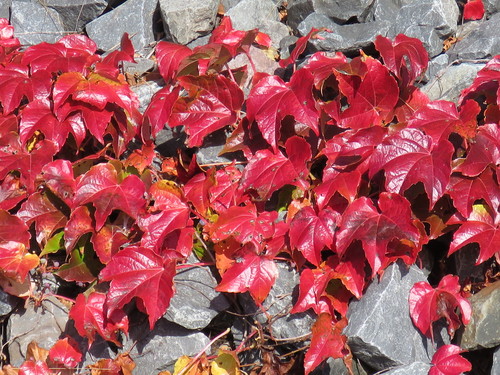 Parthenocissus tricuspidata (Japanese creeper) — photo