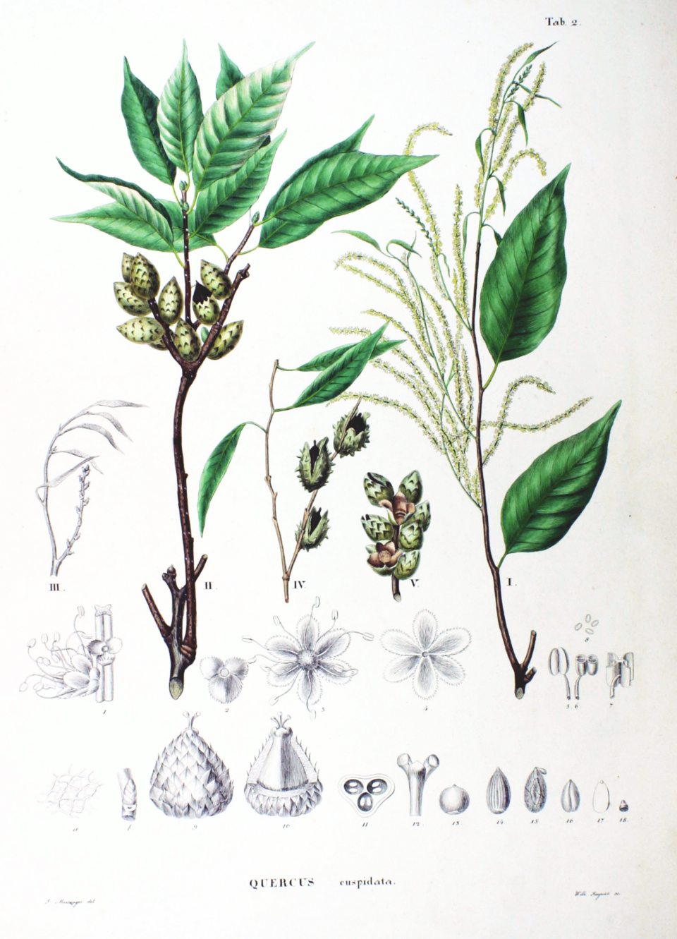 Pasania cuspidata — photo