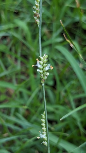 Paspalidium flavidum — photo
