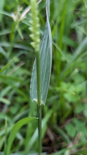 Paspalidium flavidum — photo