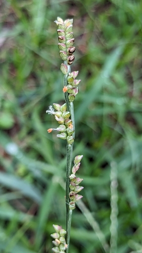 Paspalidium flavidum