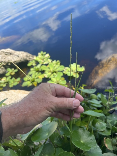 Paspalidium geminatum — photo