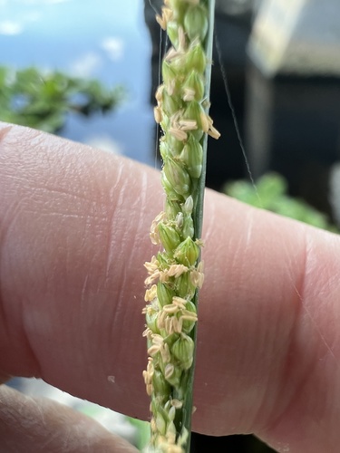 Paspalidium geminatum — photo