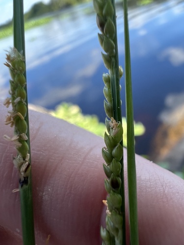 Paspalidium geminatum