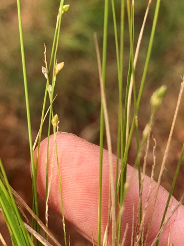 Paspalidium gracile (Slender Panic Grass) — photo