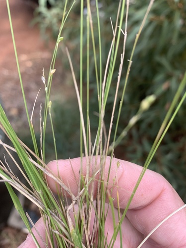Paspalidium gracile (Slender Panic Grass) — photo