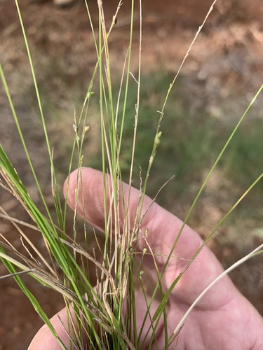 Paspalidium gracile
