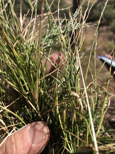 Paspalidium rarum (Rare Paspalidium) — photo