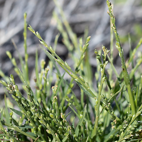 Paspalidium rarum