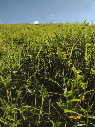 Paspalum conjugatum (West Indian sour grass) — photo