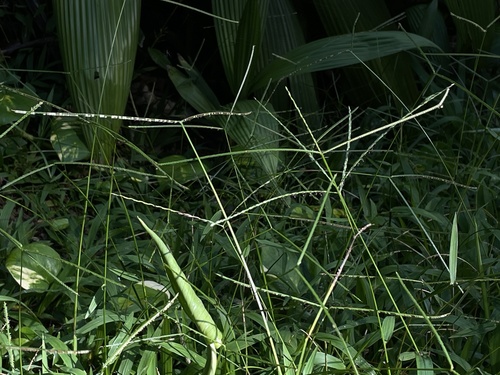 Paspalum conjugatum (West Indian sour grass) — photo