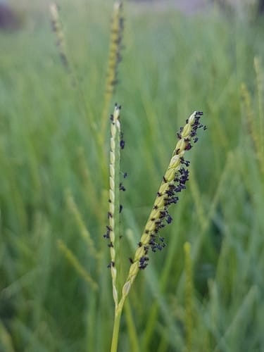 Paspalum distichum — photo