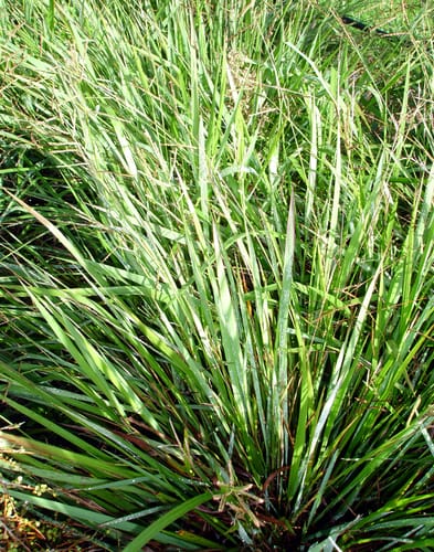 Paspalum scrobiculatum (Kodo millet) — photo