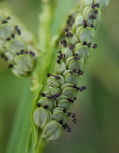 Paspalum scrobiculatum