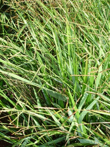 Paspalum scrobiculatum (Kodo millet) — photo