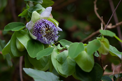 Passiflora actinia (Passion flower) — photo