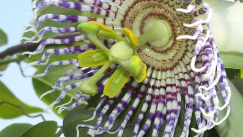 Passiflora actinia (Passion flower) — photo